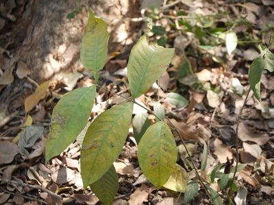 Holarrhena pubescens, photographed by Dinesh Valke