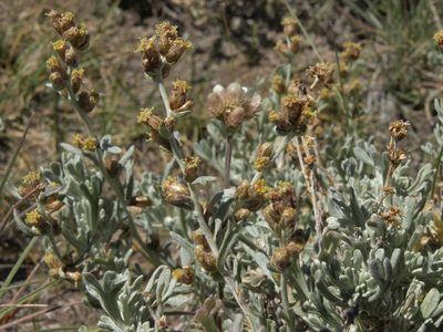 Artemisia rothrockii, photographed by Jim Morefield