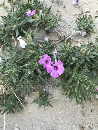 Phlox alyssifolia, photographed by stenarmer52