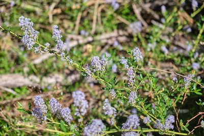 Ceanothus parvifolius, photographed by Shawn O'Donnell