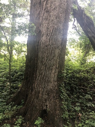 Quercus similis, photographed by John Kees