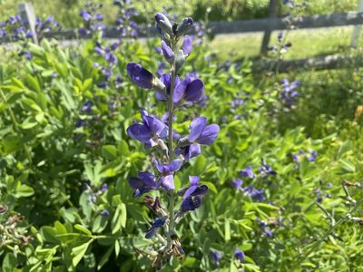 Baptisia australis, photographed by Reid Hardin