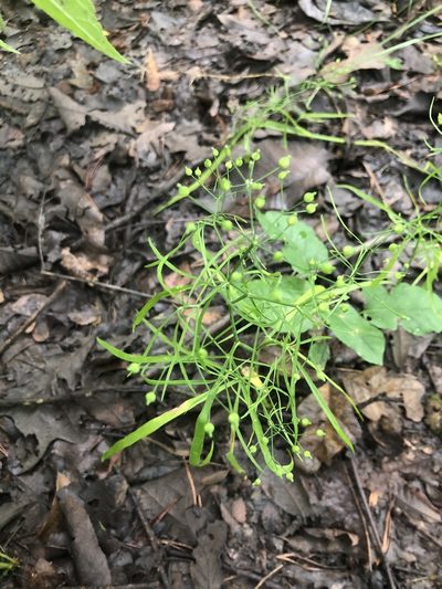 Cynosciadium digitatum, photographed by John Kees