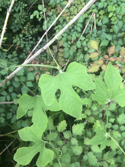 Cayaponia quinqueloba, photographed by John Kees