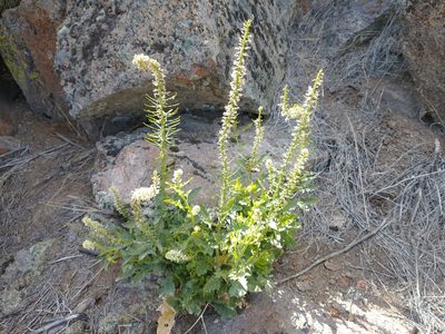 Thelypodium laciniatum, photographed by Drew Meyer