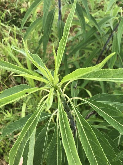 Helianthus verticillatus, photographed by John Kees