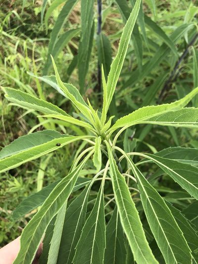 Helianthus verticillatus, photographed by John Kees