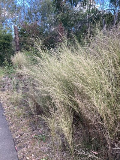 Austrostipa ramosissima, photographed by Thomas Mesaglio