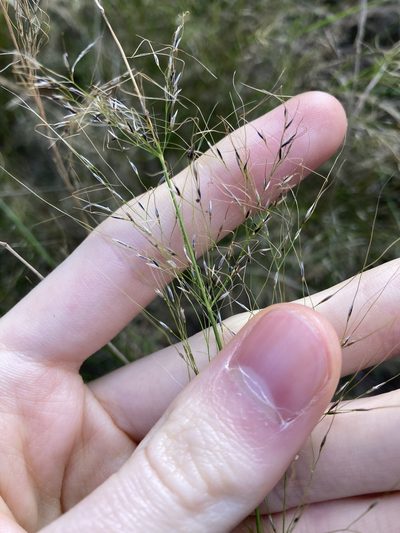 Austrostipa ramosissima, photographed by Thomas Mesaglio