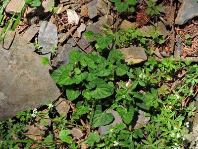 Viola senzanensis, photographed by Jacy Chen