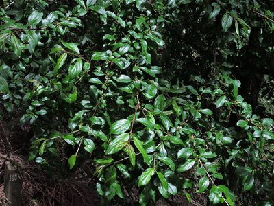 Rhamnus pilushanensis, photographed by Jacy Chen