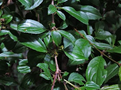 Rhamnus pilushanensis, photographed by Jacy Chen