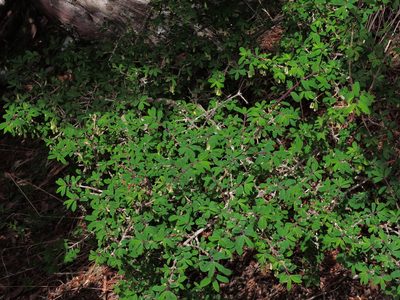 Lonicera kawakamii, photographed by Jacy Chen