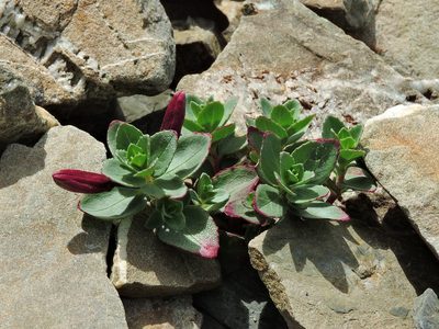 Epilobium nankotaizanense, photographed by Jacy Chen