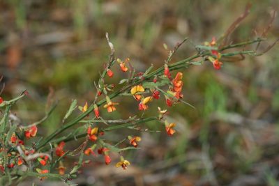 Bossiaea riparia, photographed by Kym Nicolson