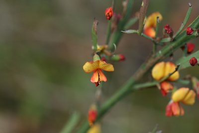 Bossiaea riparia, photographed by Kym Nicolson