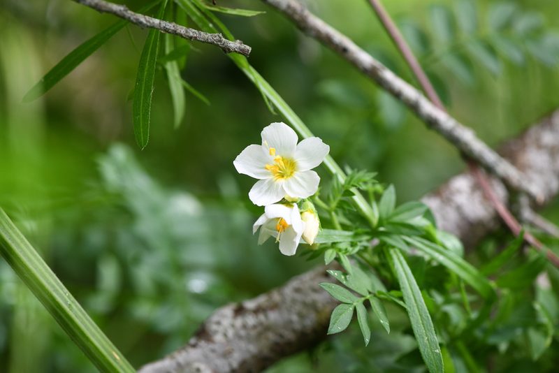 Polemonium carneum, photographed by Trevor Van Loon
