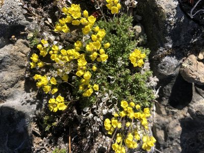 Draba oligosperma, photographed by Allison Gray