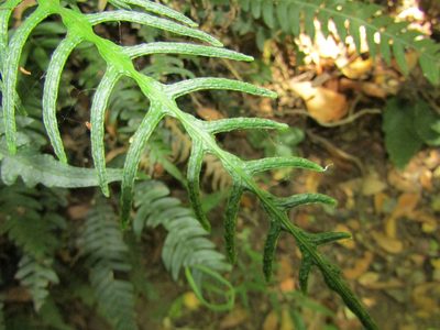 Austroblechnum lechleri, photographed by Ezequiel Vera
