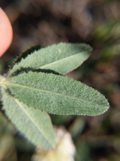 Trifolium eriocephalum, photographed by Trevor Van Loon