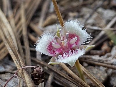 Calochortus elegans, photographed by Ken-ichi Ueda