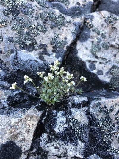 Draba nivalis, photographed by Allison Gray