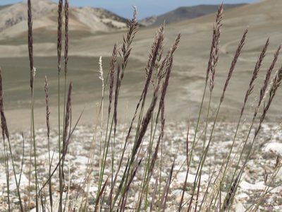 Calamagrostis purpurascens, photographed by Jim Morefield