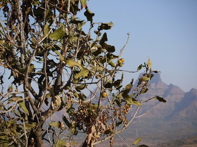 Diospyros melanoxylon, photographed by Dinesh Valke