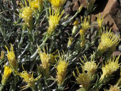 Ericameria discoidea, photographed by Jim Morefield