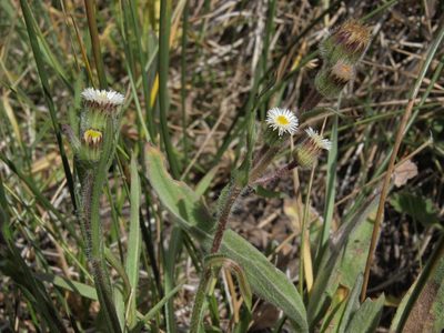 Erigeron lonchophyllus, photographed by Jim Morefield