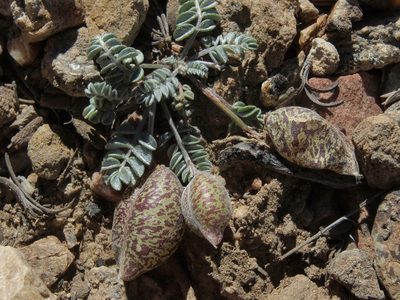 Astragalus platytropis, photographed by Jim Morefield