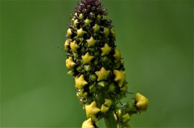 Verbascum antilibanoticum, photographed by E. A.