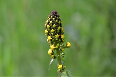 Verbascum antilibanoticum, photographed by E. A.