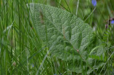 Verbascum antilibanoticum, photographed by E. A.