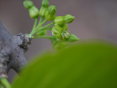 Meyna laxiflora, photographed by Dinesh Valke