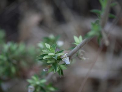 Lepidagathis cuspidata, photographed by Dinesh Valke