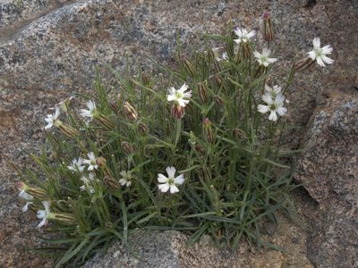 Silene sargentii, photographed by Jim Morefield
