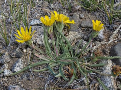 Pyrrocoma apargioides, photographed by Jim Morefield