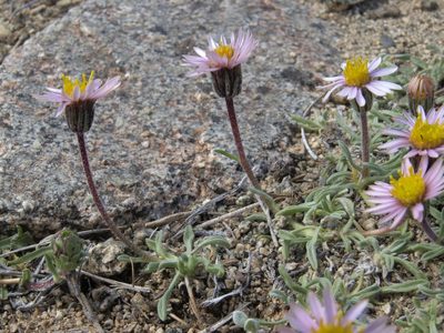 Erigeron pygmaeus, photographed by Jim Morefield