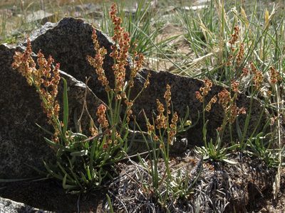 Rumex paucifolius, photographed by Jim Morefield