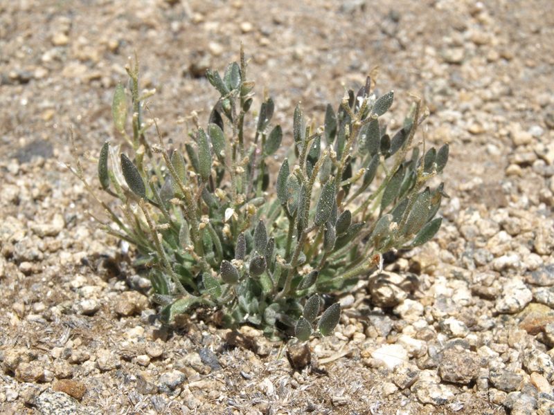 Draba californica, photographed by Jim Morefield