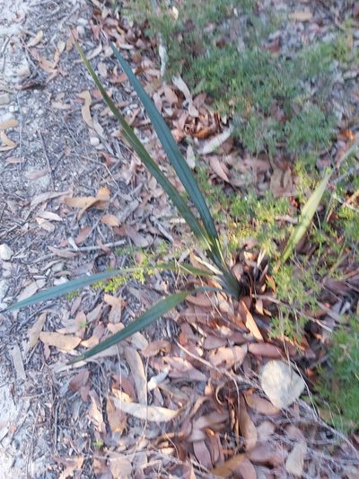 Dianella prunina, photographed by Tim