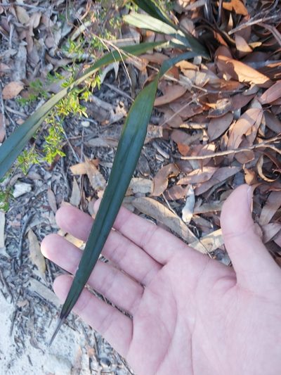 Dianella prunina, photographed by Tim