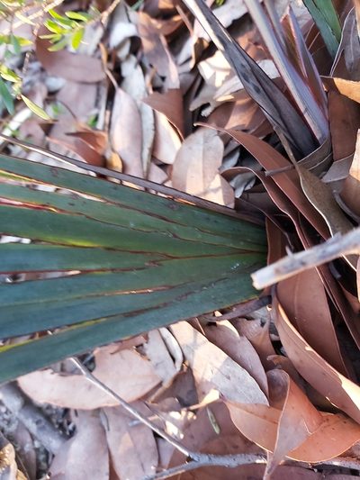 Dianella prunina, photographed by Tim