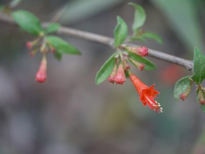 Woodfordia fruticosa, photographed by Dinesh Valke