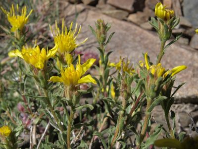 Ericameria suffruticosa, photographed by Jim Morefield