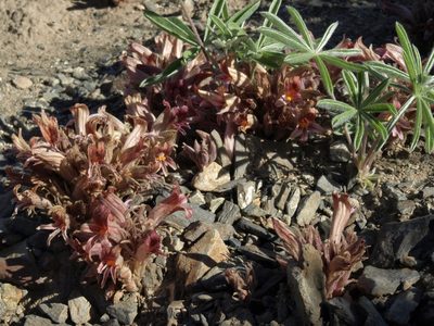 Orobanche corymbosa, photographed by Jim Morefield