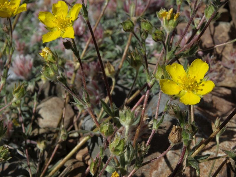 Potentilla amicarum, photographed by Jim Morefield