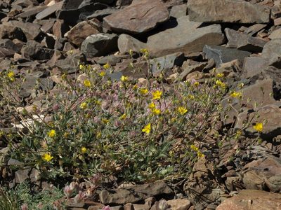 Potentilla amicarum, photographed by Jim Morefield