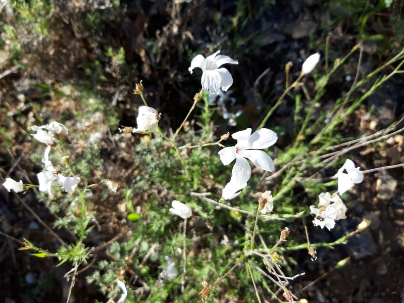 Linum suffruticosum, photographed by Rafael Medina